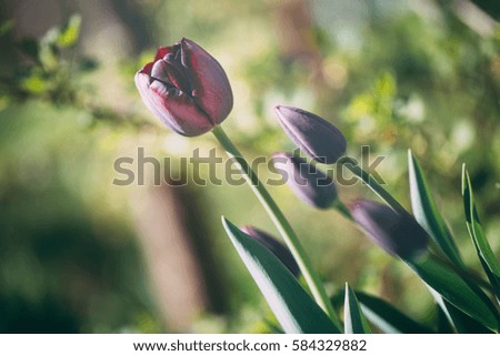 Beautiful tulip background for Women's day.