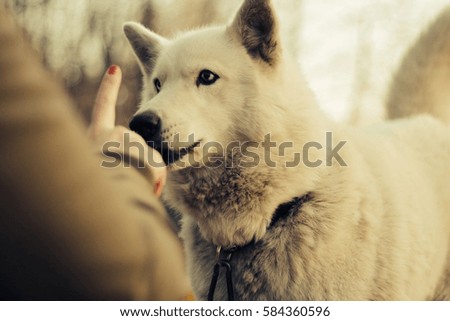the man says with a white dog, a person communicates a portrait of the dog breed husky white color close-up