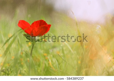 low angle photo of red poppy in the green field
