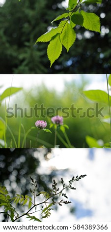 3 pictures summer or spring nature leaves and clover flower