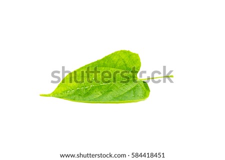 Beautiful big green leaf isolated on white background