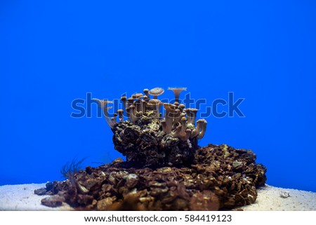sea anemone and coral on sand over deep blue background.