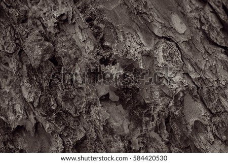 tree bark with resin in nature, note shallow depth of field