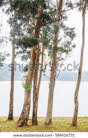 Lagoa das Furnas lake with trees in the foreground