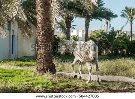 white horse stands on the background of palm trees at sunset.