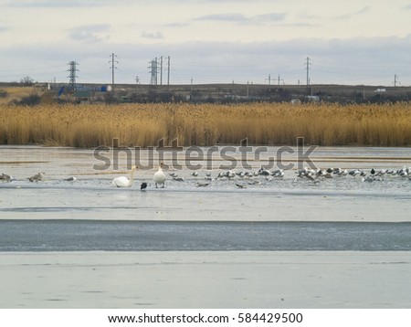 Two swans, seagulls and ducks on the winter lake