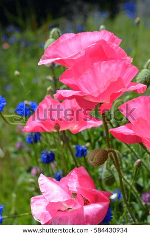 Group of Pink Blooming Poppies
