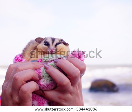 Sugar glider hand holding, Petaurus breviceps, suggie, cute pet animal with blur ocean background