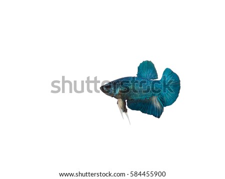 Short tailed blue Siamese betta fish on isolated white background