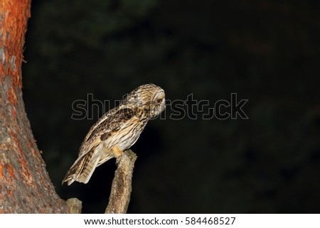 night owl in the woods looking for prey,bird of prey, night bird, wildlife, forest dwellers