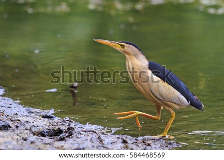 Ixobrychus minutus in search of fish,waterbirds, rare bird, a bird with a long beak Royalty-Free Stock Photo #584468569