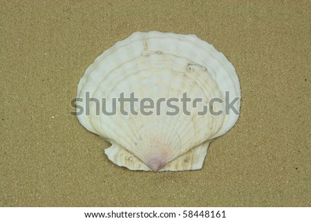 Still picture of single big shell of clam  (seashells) over sand background.