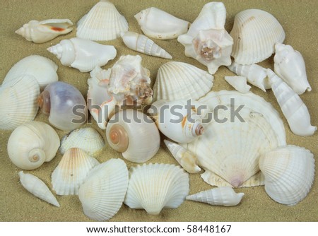 Group of seashells over sand. Still picture of group of different types marine mollusks (seashells) over sand background.