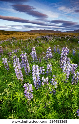 Iceland - Lupin