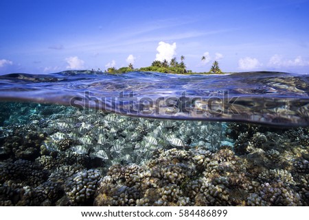 Below the Sea, Trench Polynesia