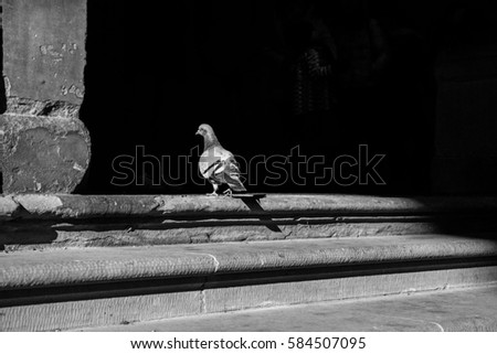 Black and white picture of dove on the stairs of an old paved the street