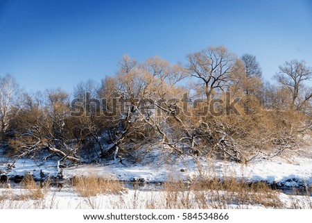 Winter snowy landscape with trees. Outdoor