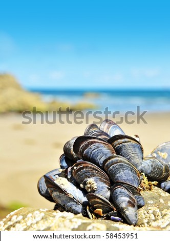 eatable mussels on a beach and sea Royalty-Free Stock Photo #58453951