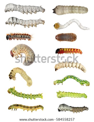 Insect larvae (caterpillars): moth, butterfly, cockchafer, fly, silkworm, longhorn beetle, snout beetle, scarab beetle and jewel beetle isolated on a white background