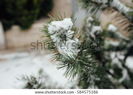 Branches of pine tree with snow. winter picture