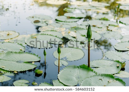 Lotus leaf  in the lotus pond in a sunny day.