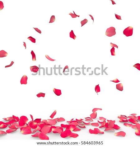 Rose petals fall to the floor. Isolated background Royalty-Free Stock Photo #584603965