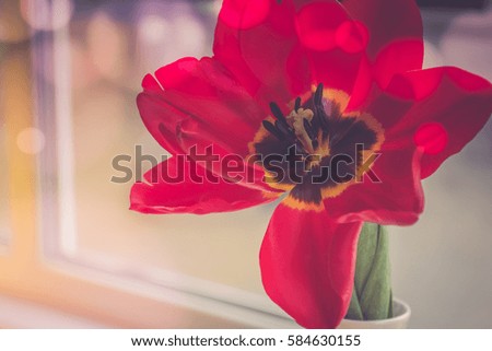 blossomed tulip