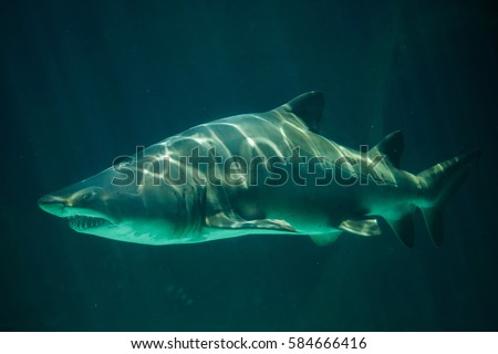 Sand tiger shark (Carcharias taurus), also known as the grey nurse shark.  Royalty-Free Stock Photo #584666416