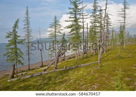 Larch on the lake. Lake summer landscape on the Putorana plateau, Taimyr, Siberia, Russia.