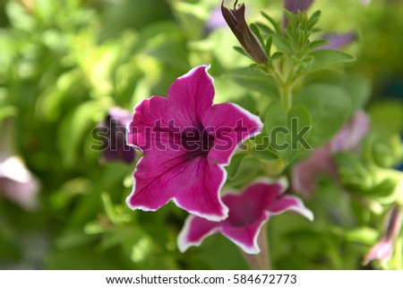A pink/purple happy flower