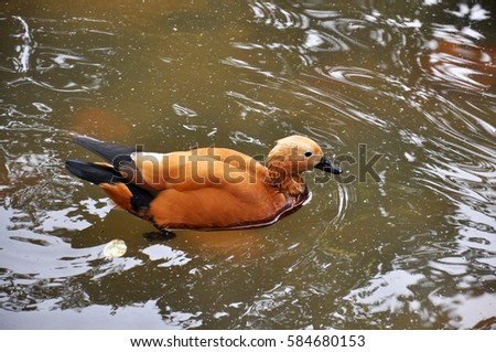 
The ruddy shelduck (Tadorna ferruginea, Brahminy duck) - an orange-brown duck floating on a lake
