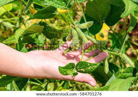 Hand holding a soybean branch in planting. Grain still green and some leaves eaten by pests.