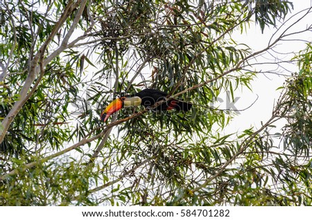 Wild Tucano bird on a tree branch. Black bird with white neck, blue eyes and a long orange beak. Animal of South America, Brazil. Bird on center looking down.
