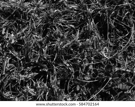 Close up image of black grass for texture and background. Top macro view