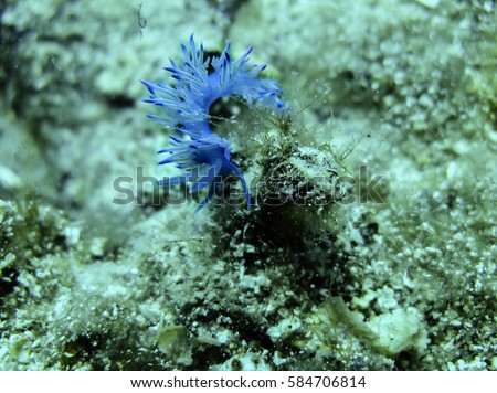Under water shot of beautiful and very rare colorful sea slug Elysia crispata .