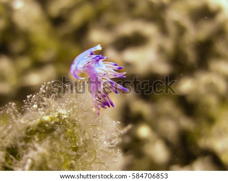 Under water shot of beautiful and very rare colorful sea slug Elysia crispata .