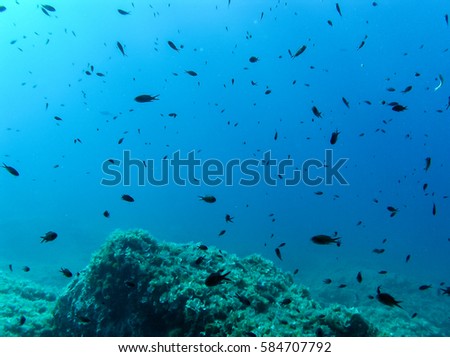 Under water shot of shoal of fish or a lot of fish in croatia sea.