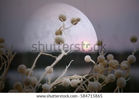 abstract large lunar shadow over horizon sky with small sun background with main focus on dry forestry flowers branches