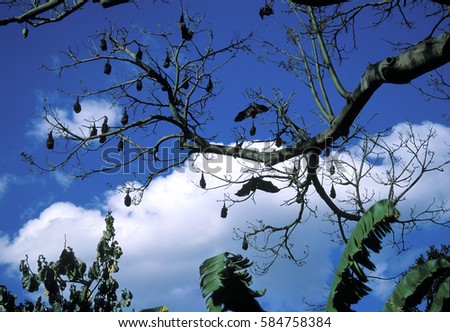 Flying Foxes on tree branches, Sydney, Australia