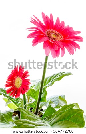 Gerbera flower, Isolated on white background