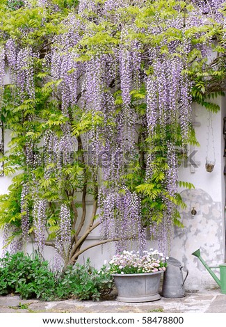 wisteria Royalty-Free Stock Photo #58478800