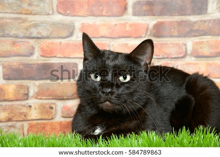 Black tabby cat sitting in grass in front of a brown and red brick wall looking slightly to viewers left.