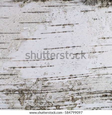 tree bark silver birch texture background peel close up