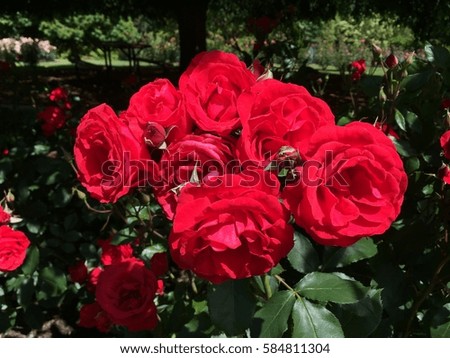Gorgeous vibrant colorful roses garden
