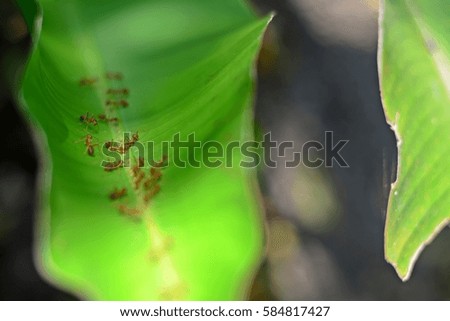Group of fire ants on blurred leaf
