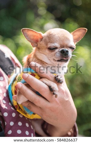 Chihuahua is in hands