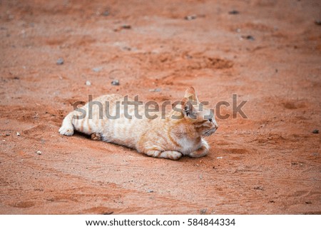Cat in relaxing action portrait