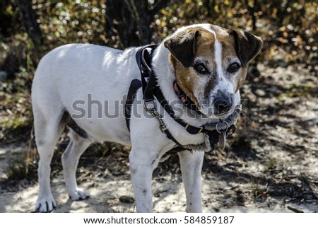 Close up photo of Jack Russell terrier mix on a mountain trail in a forest 