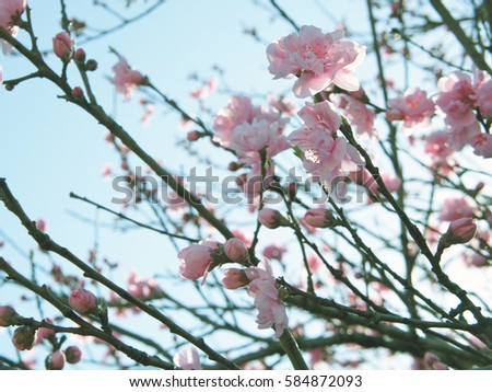 spring sakura pink flower background