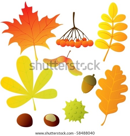 A set of various leaves and seeds in autumn colours.
